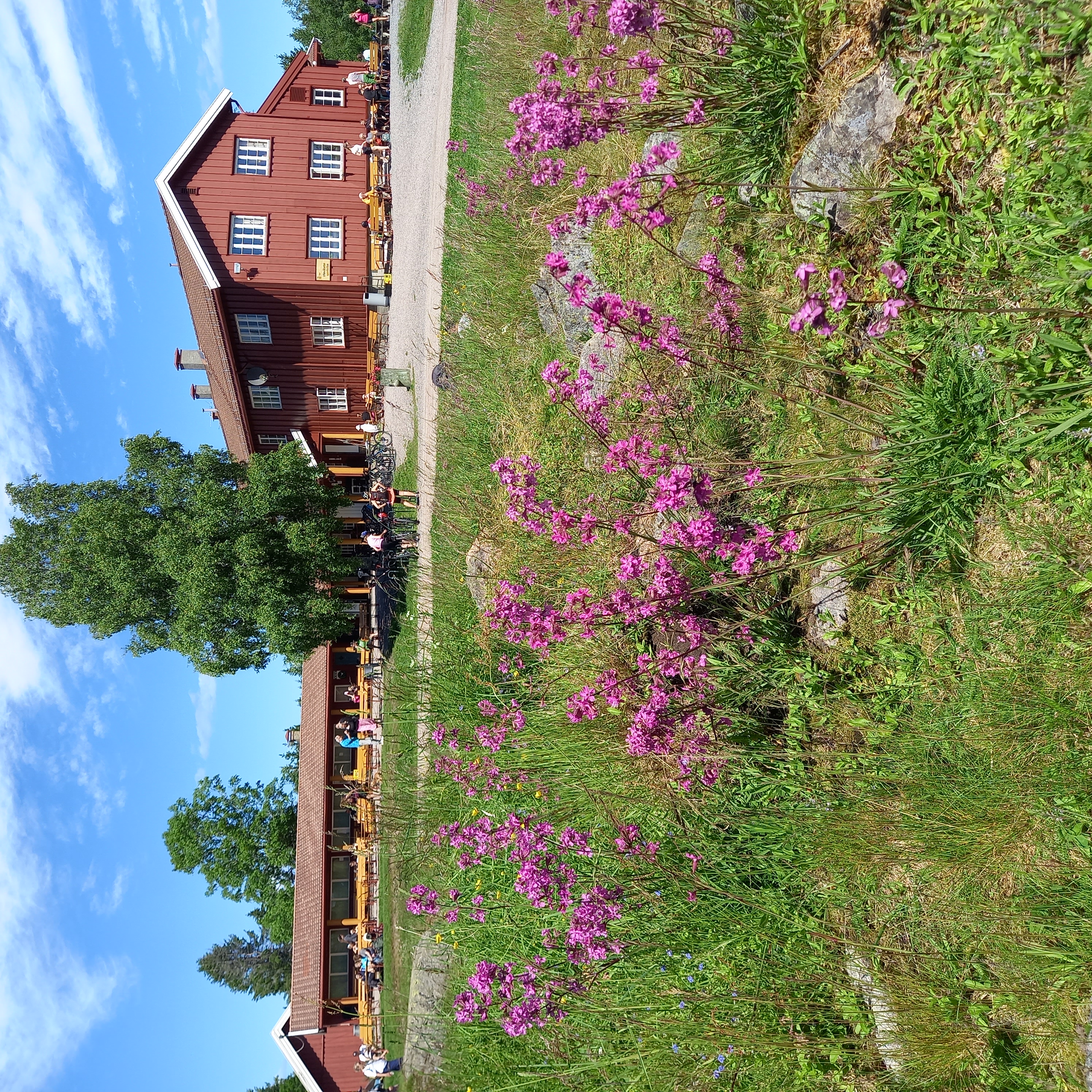 Ullevålseter vår lilla blomster