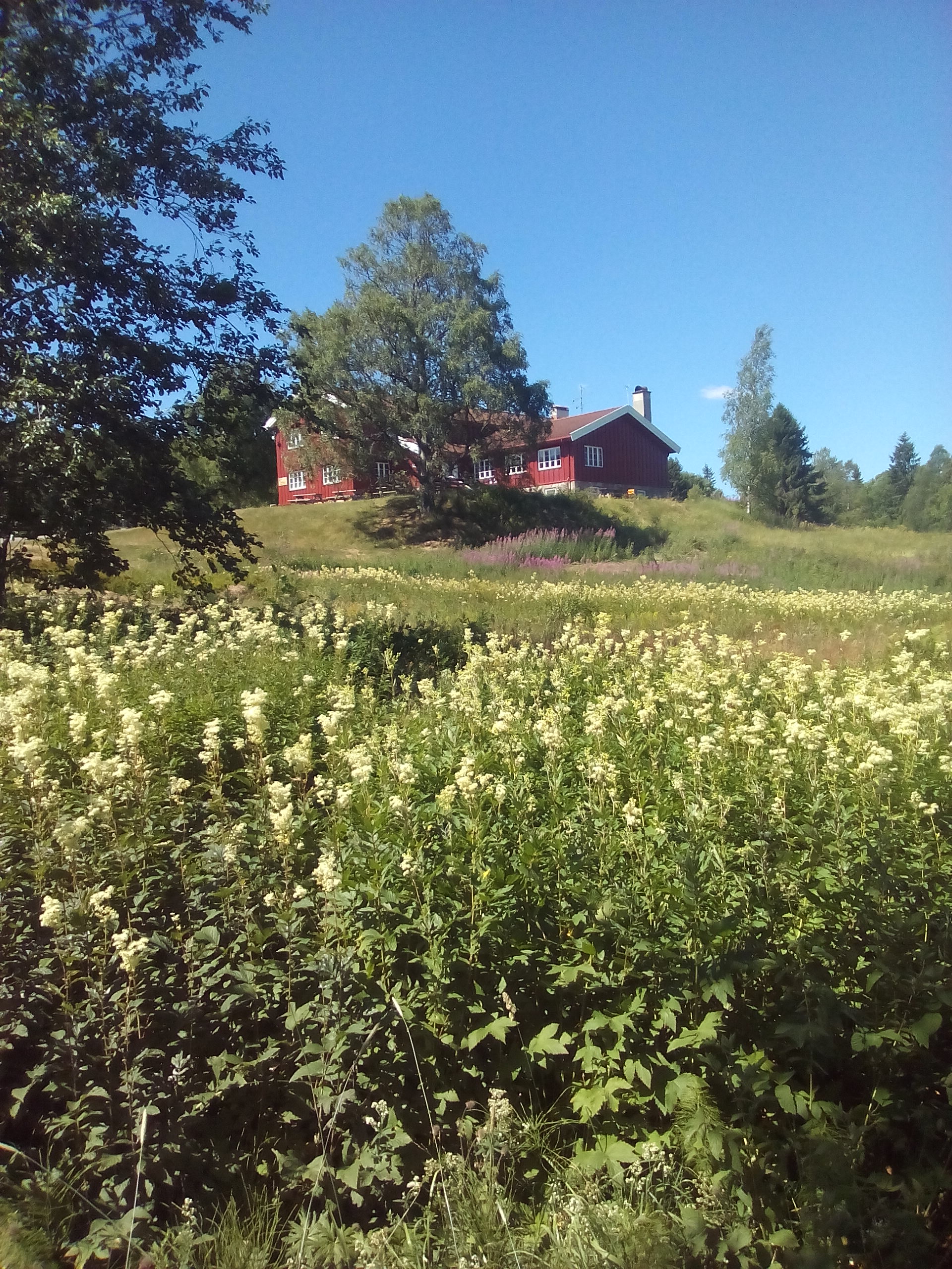 Ullevålseter vår, masse blomster